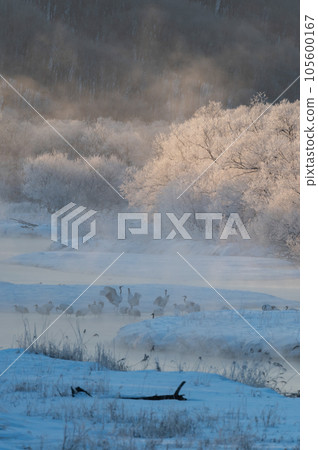 Winter cherry blossoms of frost ice and bedside drones 105600167