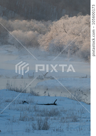 Winter cherry blossoms of frost ice and bedside drones 105600173