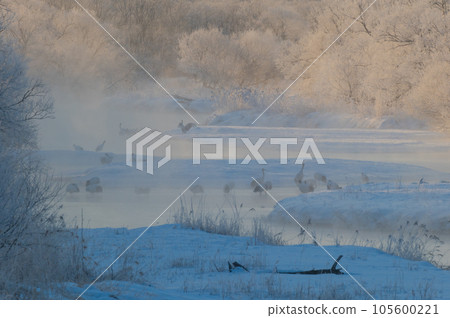 Winter cherry blossoms of frost ice and bedside drones 105600221