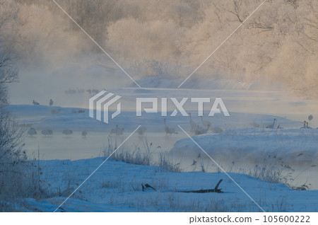 Winter cherry blossoms of frost ice and bedside drones 105600222
