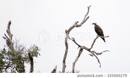 Osprey perch on a dead tree branch high above the water stream, Osprey bird isolated against the gloomy grey sky. Osprey perch on a dead tree branch high above the water stream, Osprey bird isolated against the gloomy grey sky. 105600279