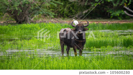 Wild water buffalo cooling off in a water puddle after the heavy rain at Yala national park, buffalo and his buddy white heron photograph. Wild water buffalo cooling off in a water puddle after the heavy rain at Yala national park, buffalo and his buddy white heron photograph. 105600280