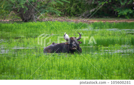 Wild water buffalo cooling off in a water puddle after the heavy rain at Yala national park, buffalo and his buddy white heron photograph. Wild water buffalo cooling off in a water puddle after the heavy rain at Yala national park, buffalo and his buddy white heron photograph. 105600281