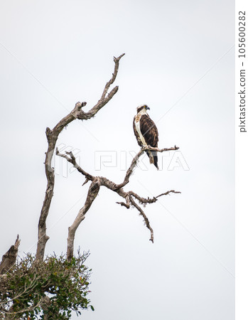 Osprey perch on a dead tree branch high above the water stream, Osprey bird isolated against the gloomy grey sky. 105600282