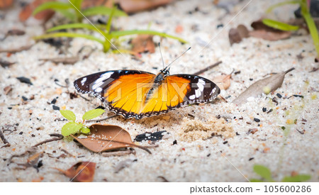 Plain Tiger Butterfly getting minerals from the moist sand at Yala national park, Sri Lanka. Plain Tiger Butterfly getting minerals from the moist sand at Yala national park, Sri Lanka. 105600286