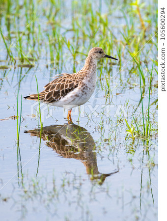 Ruff close-up portrait photo (Calidris Pugnax), a beautiful mid-sized migratory wading bird photographed in Bundala national park, Sri Lanka. 105600294