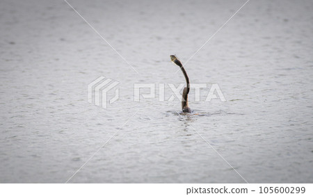 Oriental darter catching a freshwater fish in a lagoon at Bundala national park. Oriental darter catching a freshwater fish in a lagoon at Bundala national park. 105600299