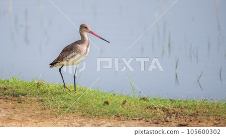 Beautiful Black-tailed godwit portrait shot, godwit bird on the grassy banks of the lagoon at Bundala national park, Sri Lanka. 105600302