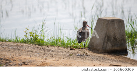 Black-tailed godwit standing on one foot, resting on the bank of a lagoon at Bundala national park, Sri Lanka. 105600309