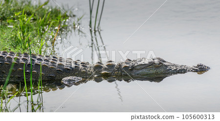 Mugger crocodile dives into the shallow lagoon water, close-up headshot of a crocodile at Bundala national park, Sri Lanka. Mugger crocodile dives into the shallow lagoon water, close-up headshot of a crocodile at Bundala national park, Sri Lanka. 105600313