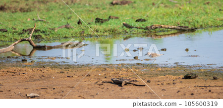 Lesser sand plover wading in Bundala national park. 105600319