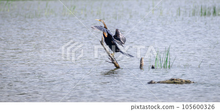 Oriental darter Drying out wings on a stick on the waters, and the danger lurking around corner, marsh crocodile swims closely to the darter at Bundala national park. Oriental darter Drying out wings on a stick on the waters, and the danger lurking around corner, marsh crocodile swims closely to the darter at Bundala national park. 105600326