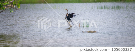Oriental darter Drying out wings on a stick on the waters, and the danger lurking around corner, marsh crocodile swims closely to the darter at Bundala national park. 105600327