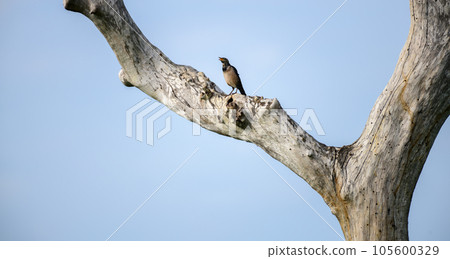 Rosy Starling on a tree trunk against the clear blue skies at Bundala national park. Rosy Starling on a tree trunk against the clear blue skies at Bundala national park. 105600329