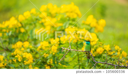 Asian green bee eater bird perch, beautiful yellow wildflower blossoms in the background. 105600336