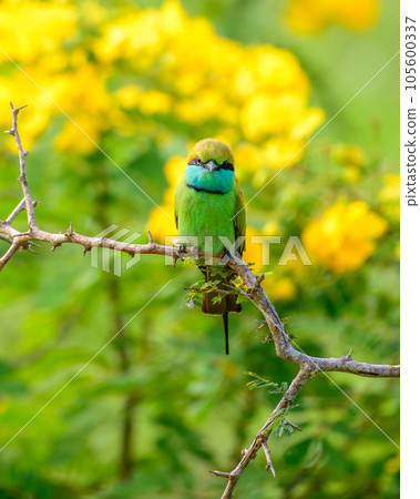 Green bee eater and beautiful yellow wildflower blossoms at yala national park. Green bee eater and beautiful yellow wildflower blossoms at yala national park. 105600337