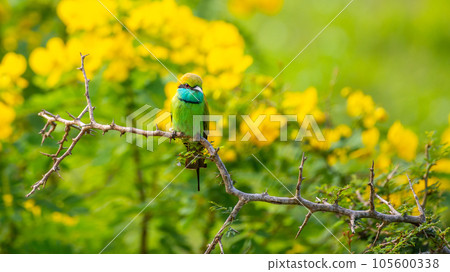 Green bee eater and beautiful yellow wildflower blossoms at yala national park. 105600338