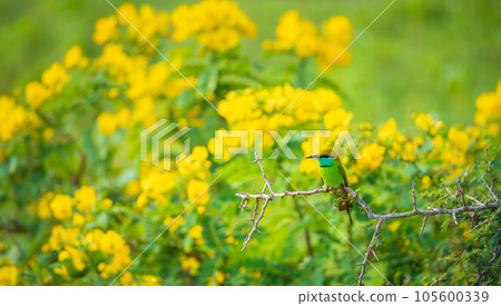 Asian green bee eater bird perch, beautiful yellow wildflower blossoms in the background. Asian green bee eater bird perch, beautiful yellow wildflower blossoms in the background. 105600339