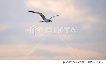 Caspian Tern bird in flight against evening sunset skies. Serene atmosphere in Bundala national park, Sri Lanka 105600342