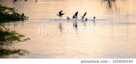 Flock of black-winged stilt birds playing on shallow lagoons water surface in the sunset in Bundala national park. 105600344