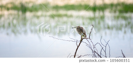 Indian pond heron perch on leafless branches near the lagoon, beautiful habitat shot in Bundala national park. 105600351