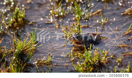 Sri Lanka paddy field frog (Minervarya greenii) on the Horton Plains National Park. 105600376