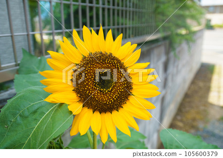 Sunflower blooming on the fence Sunflower blooming on the fence 105600379
