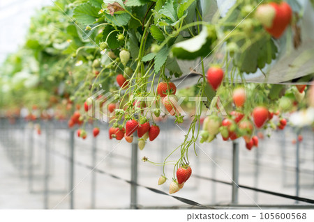 草莓採摘 Kaorino 草莓採摘 Kaorino 105600568