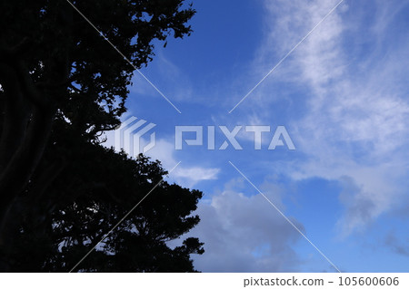 榕樹和藍天沖繩 105600606