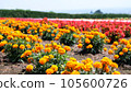 marigold in the sun 105600726
