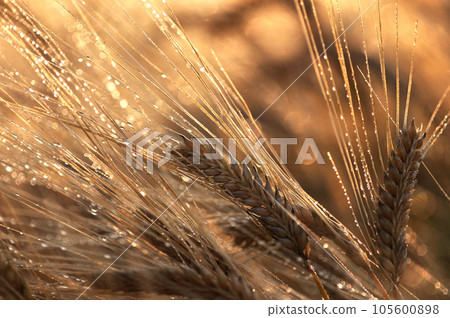 Ears of wheat shining in the morning sun 105600898
