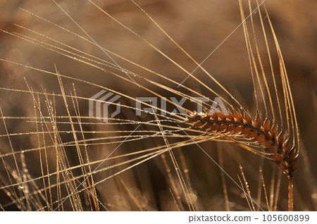 Ears of wheat shining in the morning sun 105600899