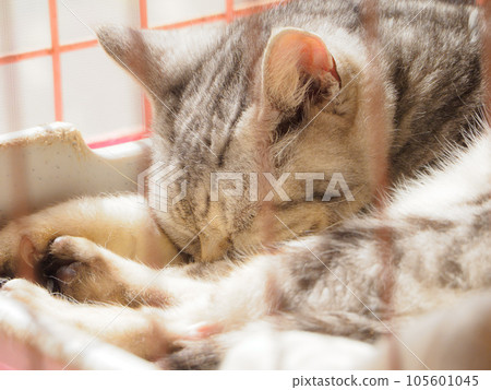 Nympai Nyanko Nympai Nyanko 105601045