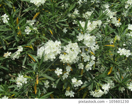White flowers of flowering tree oleander in Chiba 105601230