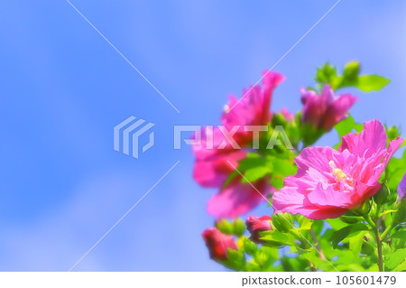 Refreshing blue sky and vivid reddish-purple Yaemukuge Refreshing blue sky and vivid reddish-purple Yaemukuge 105601479