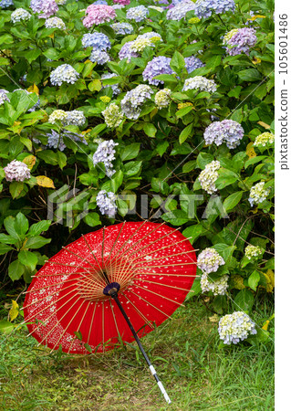 Japanese umbrella, hydrangea garden in full bloom, path, Japanese style image 105601486