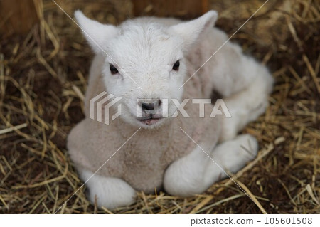 剛出生的小羊 105601508