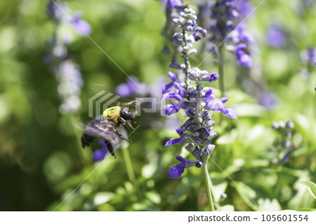 A carpenter bee collecting nectar in a flower garden A carpenter bee collecting nectar in a flower garden 105601554