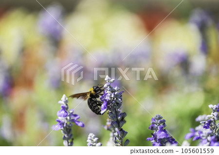 A carpenter bee collecting nectar in a flower garden 105601559