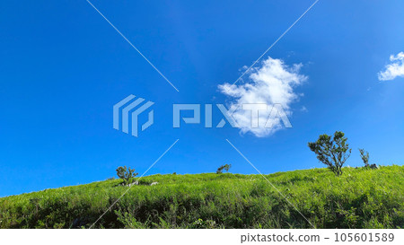 Akiyoshidai karst land in summer, Mine city, Yamaguchi prefecture 105601589