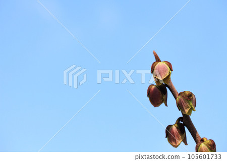 Pawpaw flowers and blue sky 105601733