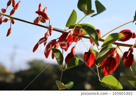 夏季花園中盛開的紅色 Deigo 花 夏季花園中盛開的紅色 Deigo 花 105601801