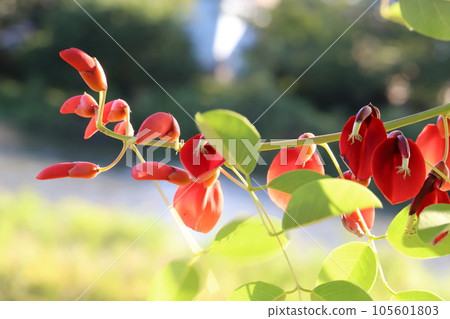 Red Deigo flowers blooming in a summer garden Red Deigo flowers blooming in a summer garden 105601803