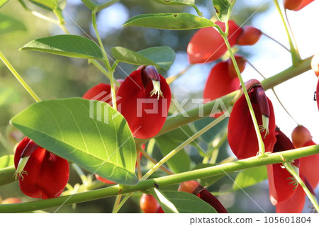 夏季花園中盛開的紅色 Deigo 花 夏季花園中盛開的紅色 Deigo 花 105601804