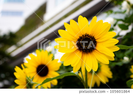 The beautiful view in Yokohama The beautiful view in Yokohama 105601864