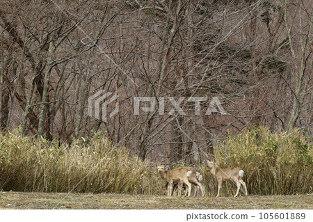 The view of Mirror Lake, Lake Shikotsu, Hokkaido in spring The view of Mirror Lake, Lake Shikotsu, Hokkaido in spring 105601889