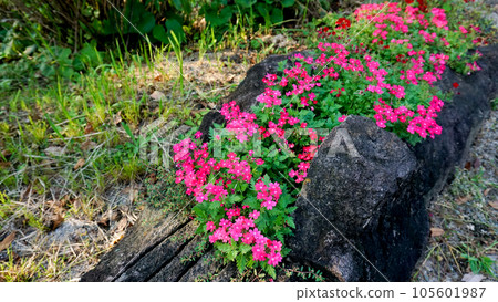 Verbena that blooms cheerfully and cutely even in midsummer 105601987