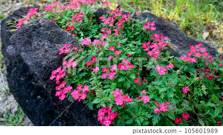 Verbena that blooms cheerfully and cutely even in midsummer 105601989