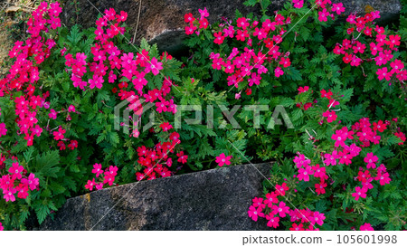 Verbena that blooms cheerfully and cutely even in midsummer Verbena that blooms cheerfully and cutely even in midsummer 105601998