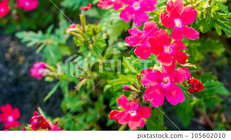 即使盛夏也開得開朗可愛的馬鞭草 105602010